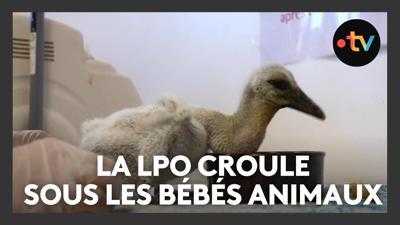 Miniature du reportage